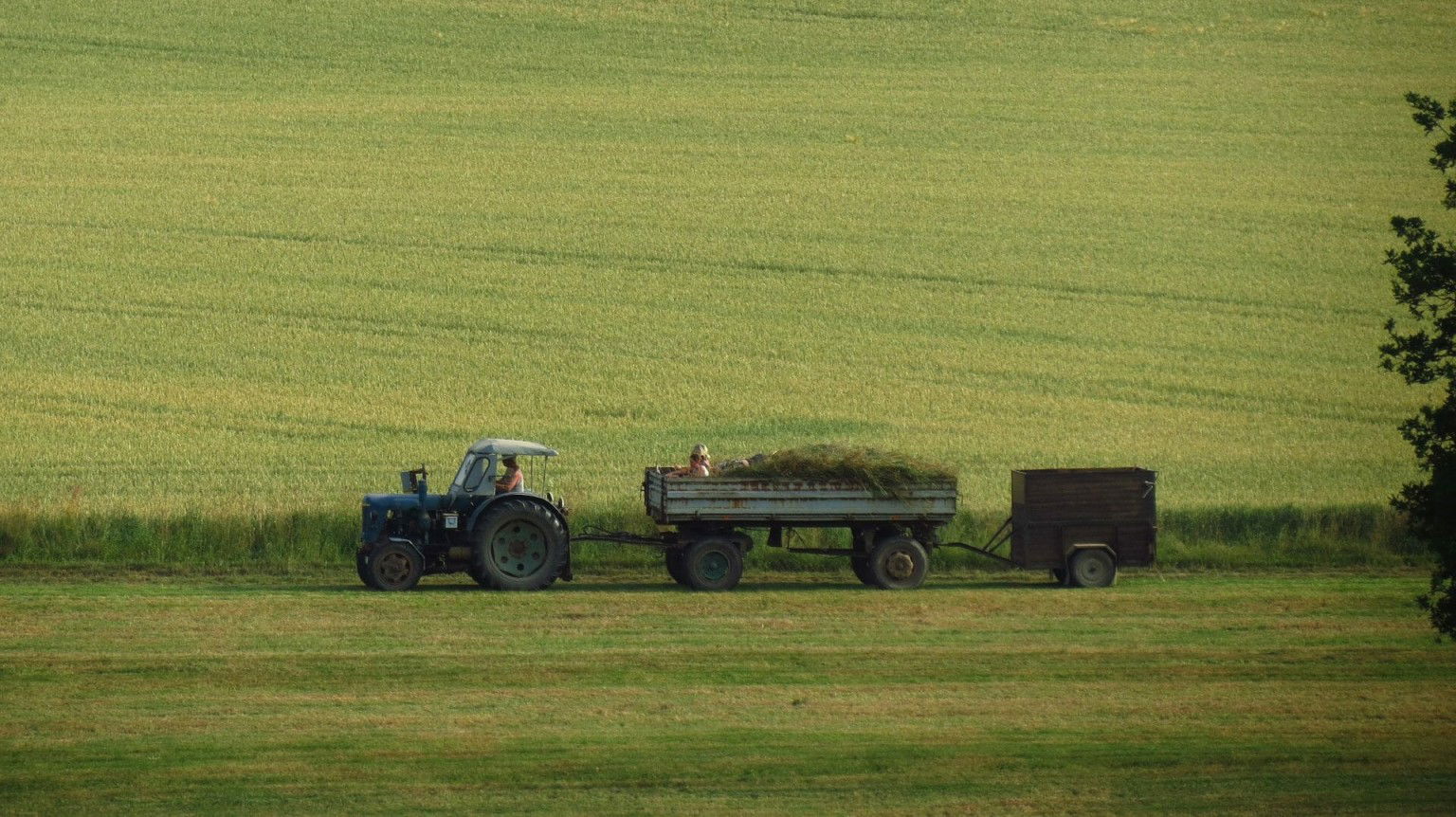 cropped agriculture 354679 1920 1