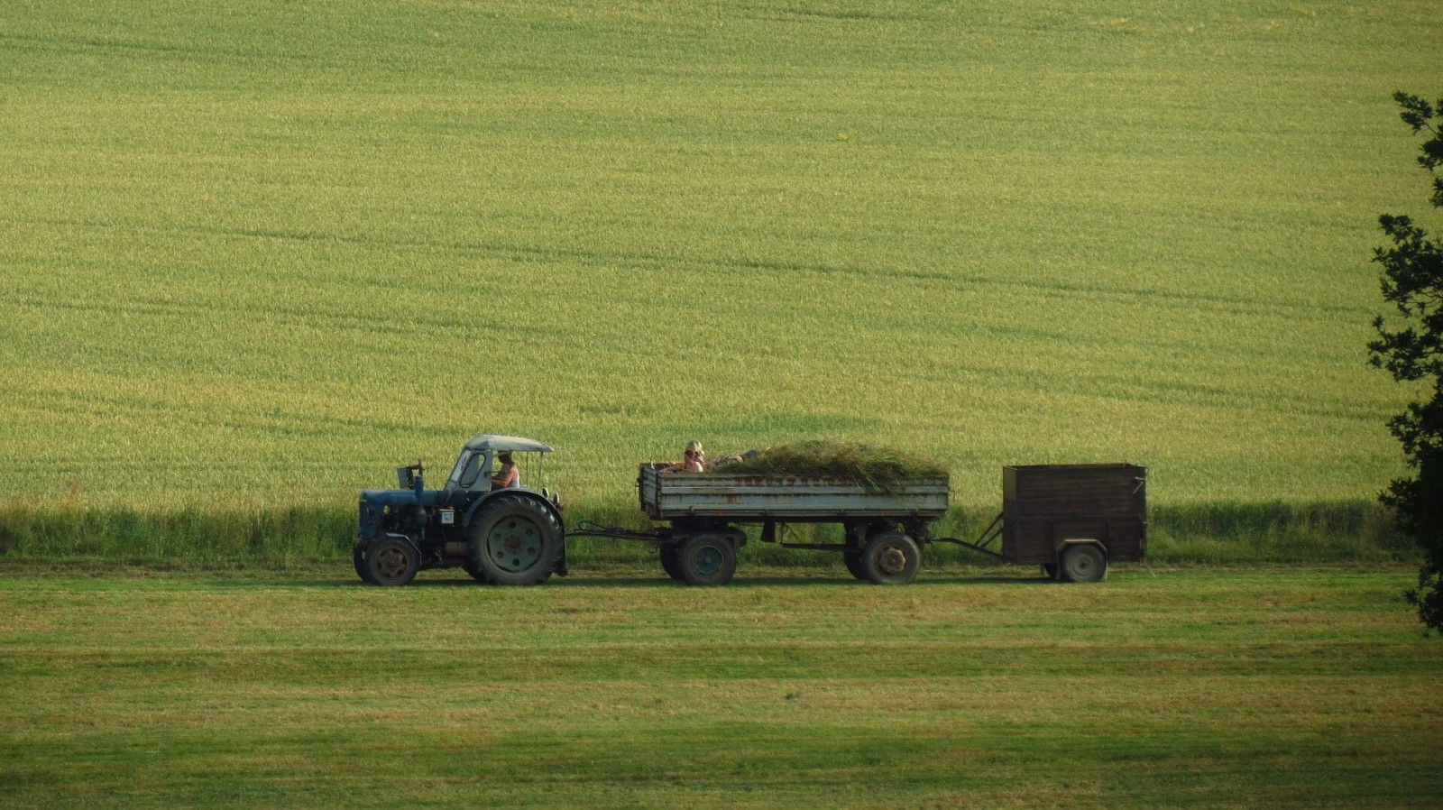 cropped agriculture 354679 1920 1
