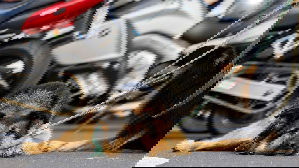 Fellows Ride Quelle Facebook