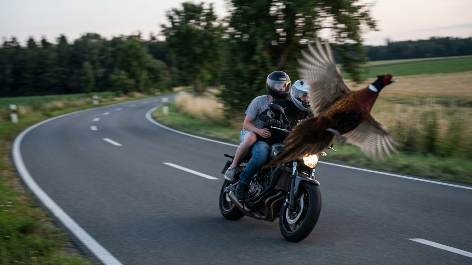 OLG Oldenburg bejaht Betriebsgefahr bei Motorradunfall nach Kollision mit Fasan Urteil Zusammenstoss mit Fassan