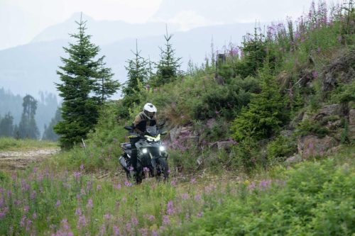 Benelli TRK 902 Xplorer (2026) – Fahraufnahme abseits der Strasse auf Wiesenweg mit Weidenroeschen, im Hintergrund Dolomiten-Gipfel